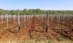 Ritoša vinograd foto_19042015_1